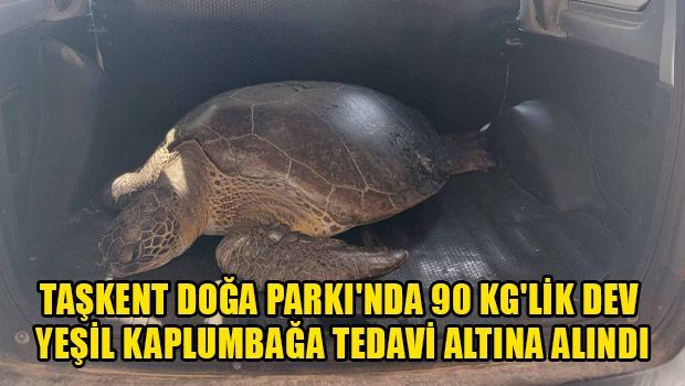 В Ташкентский природный парк привезли 90-килограммовую гигантскую зеленую черепаху