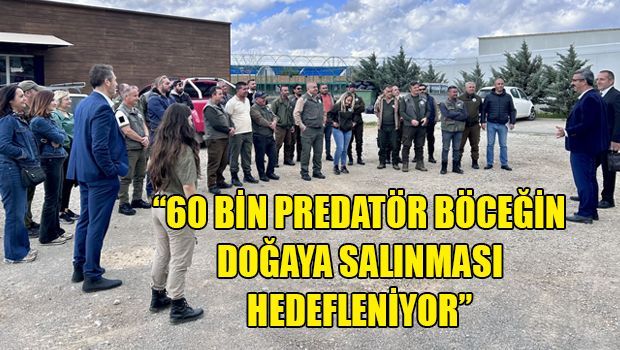 Спасаем сосны, как можем