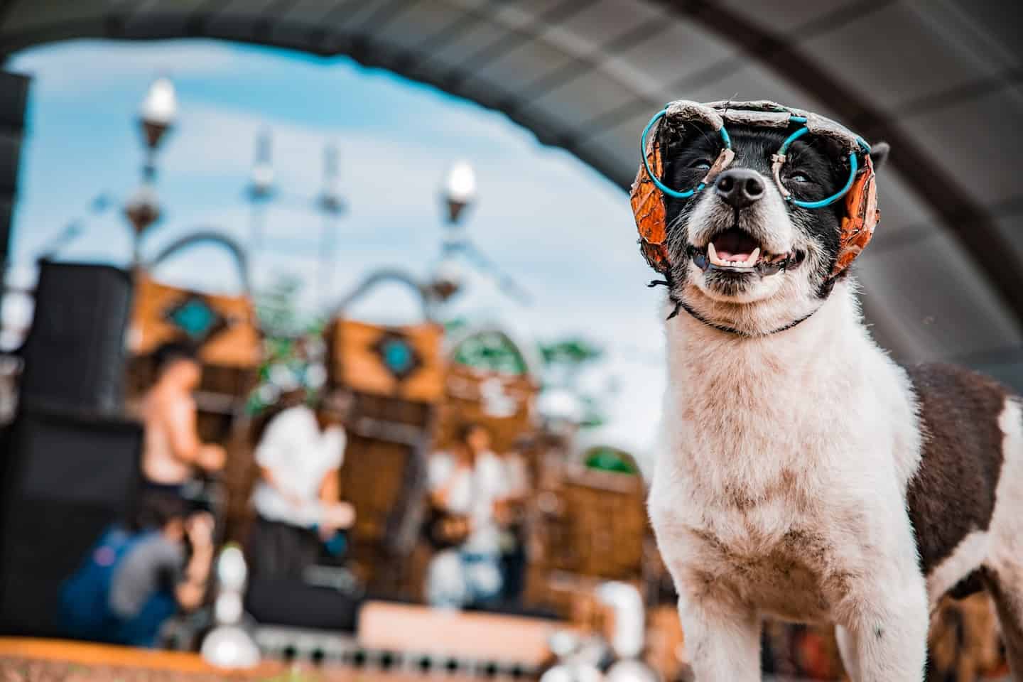 17 мая в Чаталкёе пройдёт второй фестиваль BC Pet Food с Dog Show