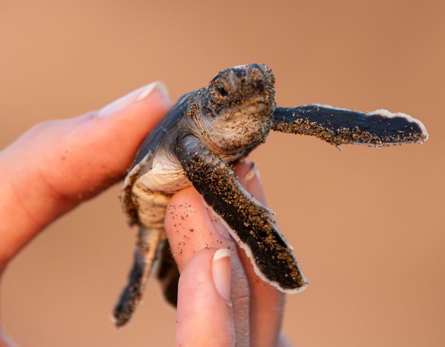 6-й Фестиваль Caretta Caretta пройдет в Каршыяке