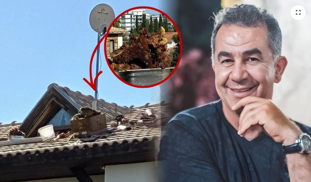10 килограммов мёда на чердаке: неожиданная находка в отеле Girne Kemerli Konak