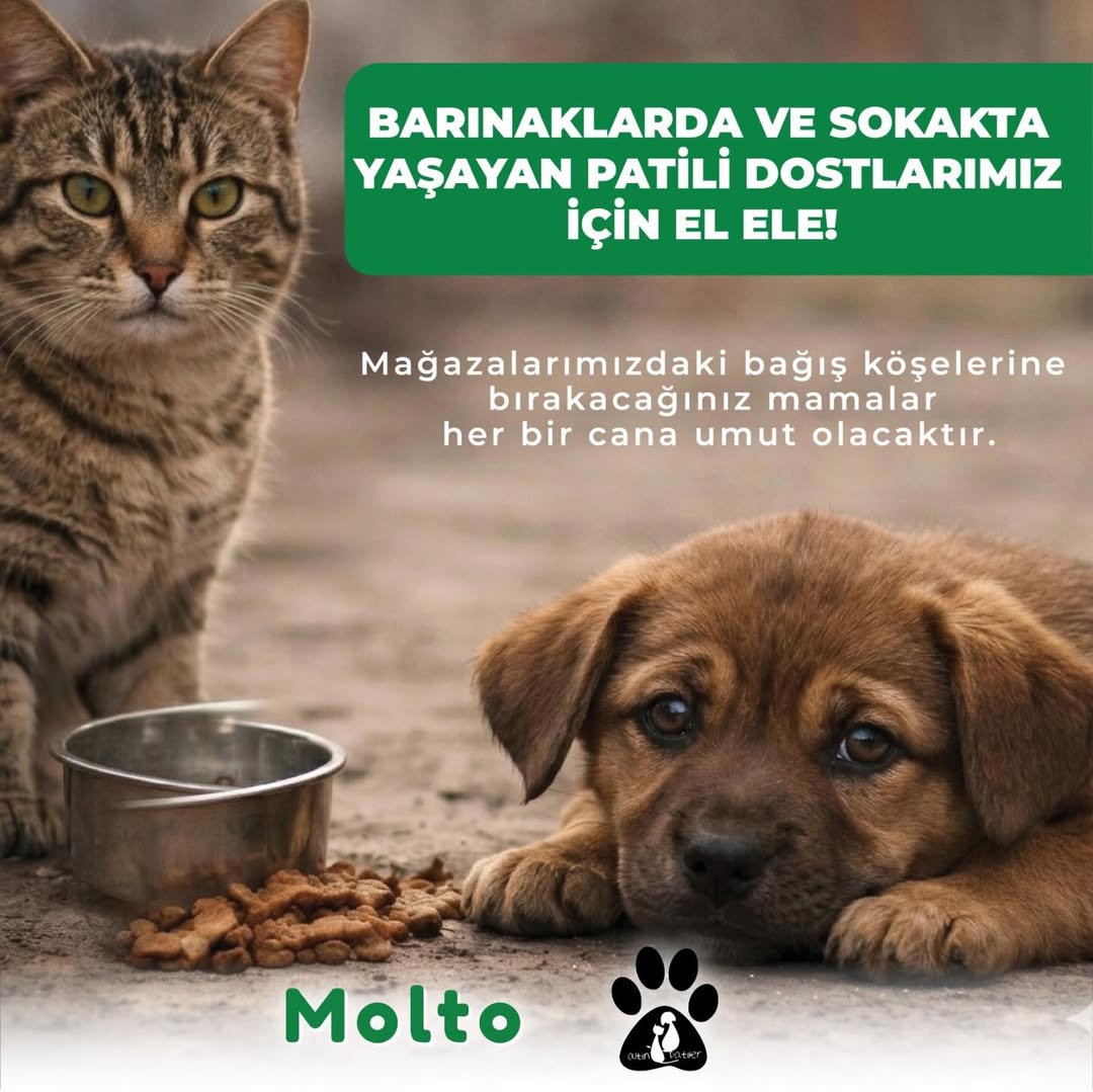 Molto и фонд «Золотые лапы» запустили акцию по сбору корма для бездомных животных