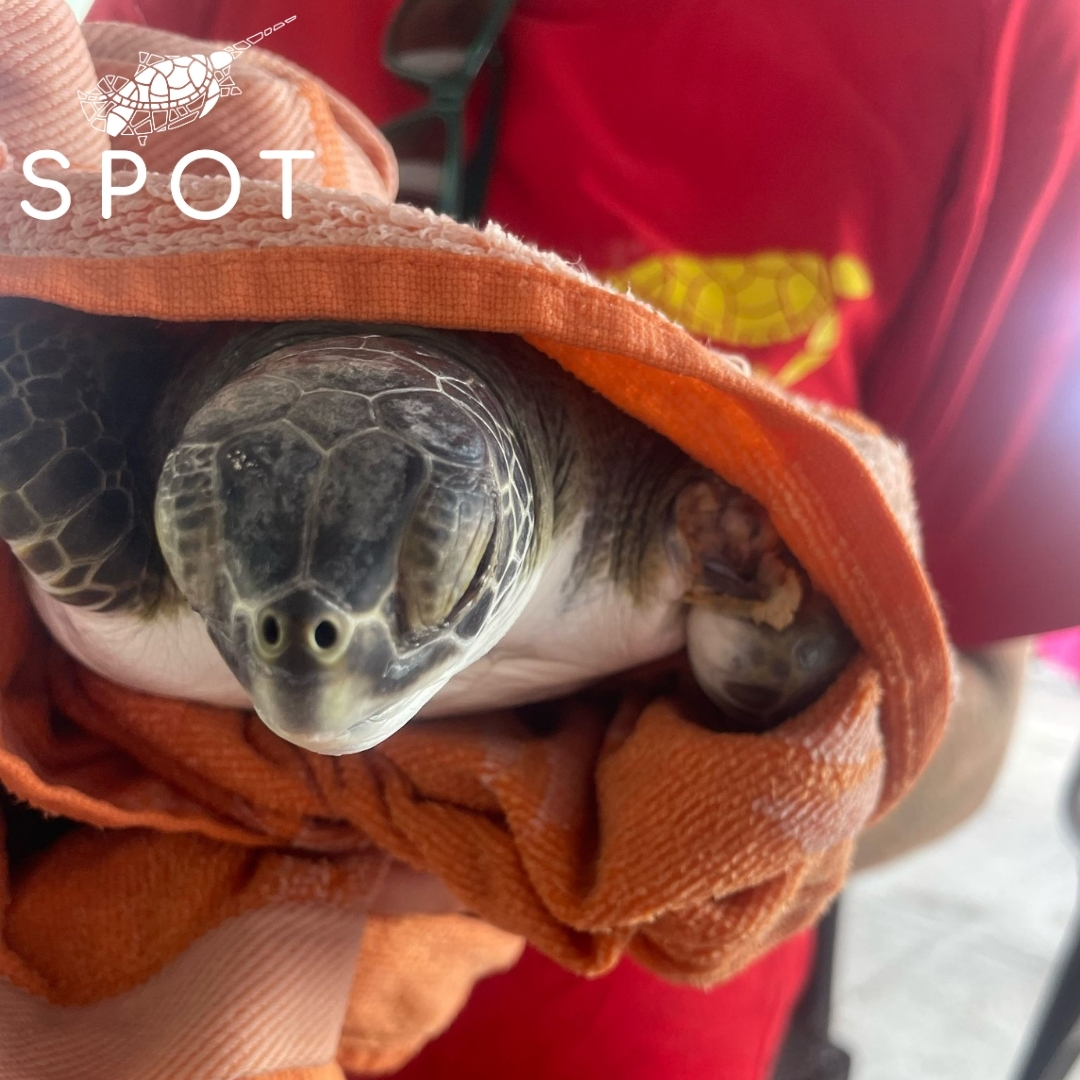 Две морских черепахи спасены благодаря звонкам на горячую линию