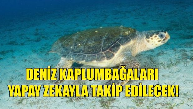 Искусственный интелект будет обнаруживать черепах