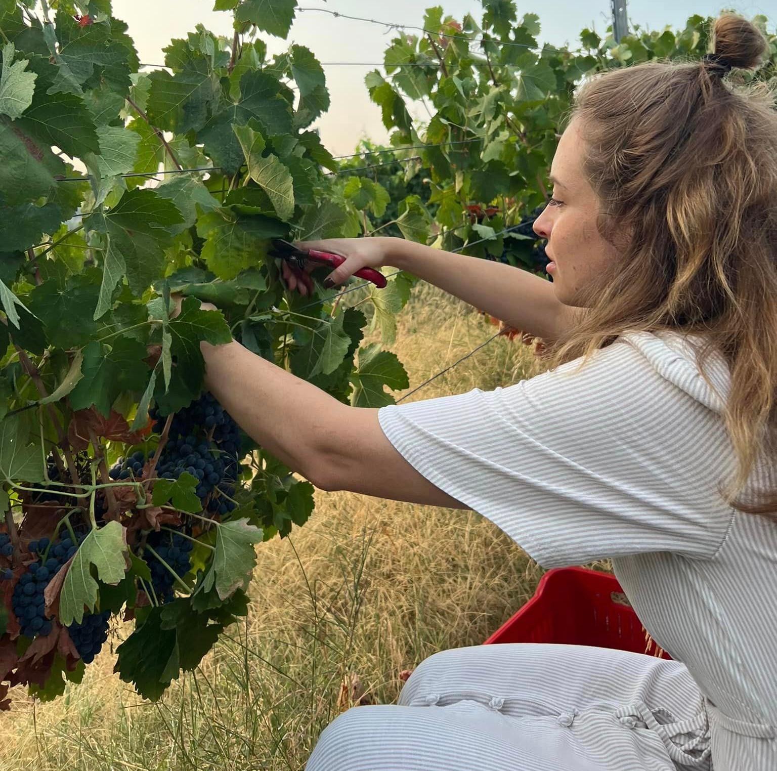 Сбор винограда в "Gillham Vineyard"