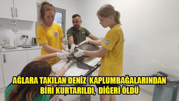 Из-за незаконных сетей гибнут черепахи