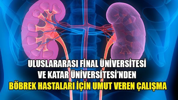 Учёные открыли новый подход к лечению болезней почек с использованием противораковых препаратов