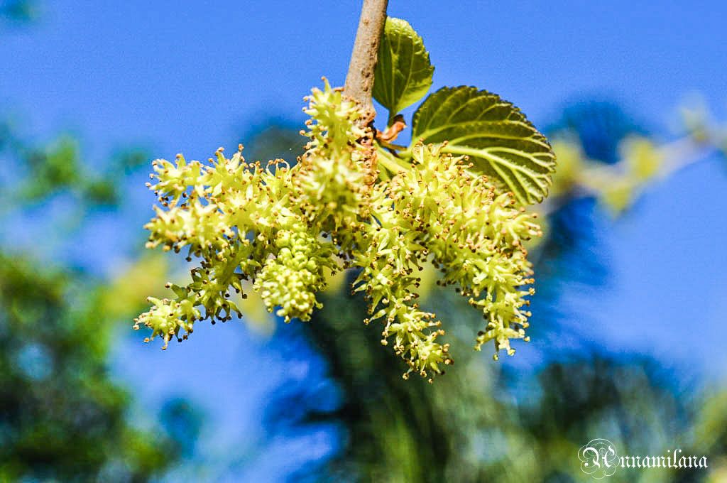 Тутовник-Шелковица-Dut