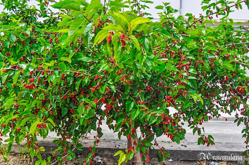 Тутовник-Шелковица-Dut